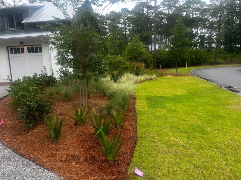 Newly laid sod and fresh pine straw beds with new plantings beside a garage and driveway in a wooded neighborhood