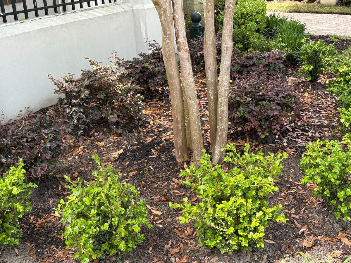 Newly planted shrubs in a mulched bed along a home
