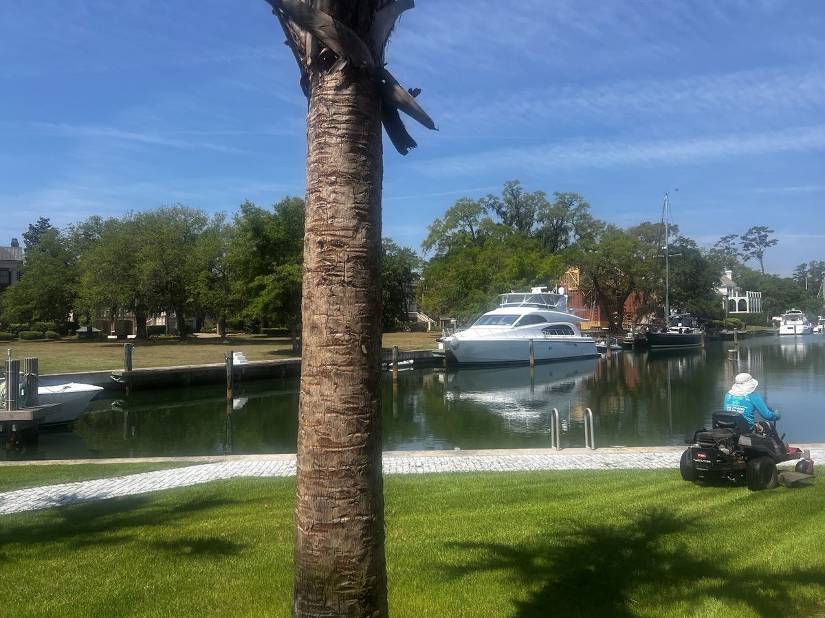 Waterfront lawn with a palm tree being maintained by Prestige Landscaping