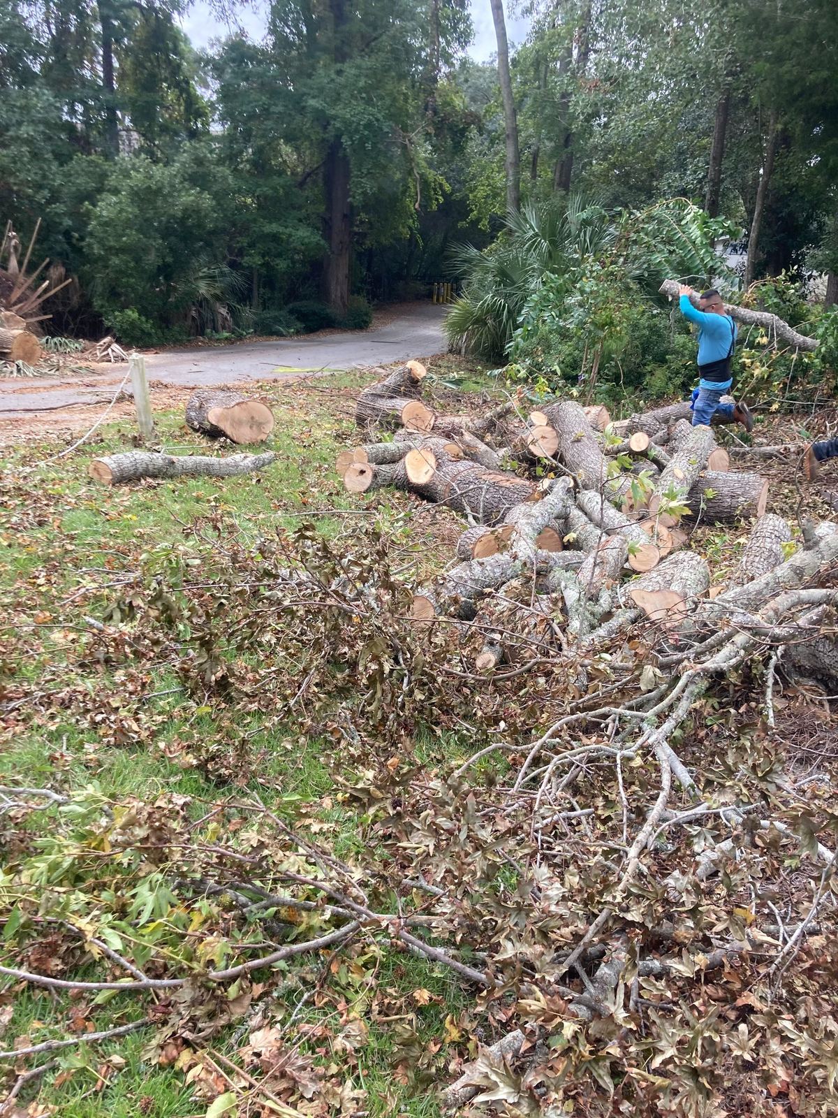 Brush and debris cleanup in a wooded yard