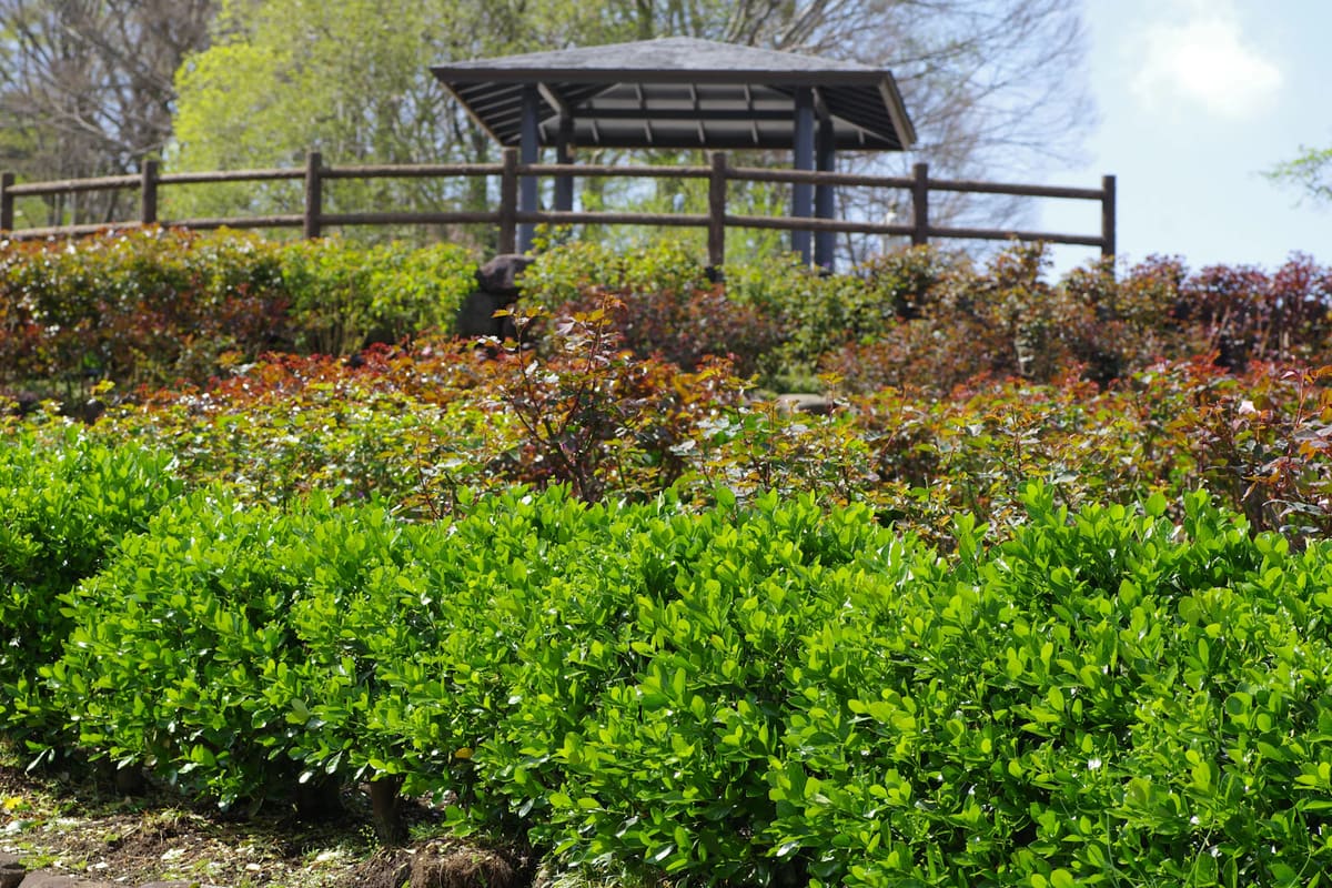 A gazebo sits above colorful layers of bushes.
