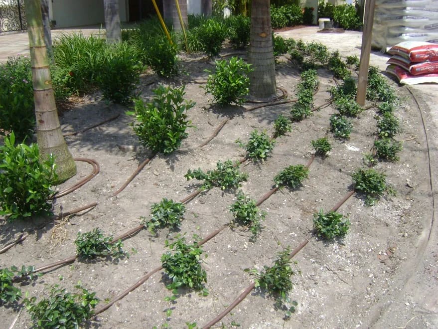 Newly planted shrub bed with drip irrigation lines