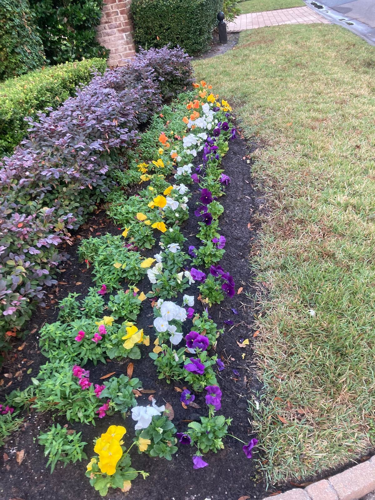 Bed of seasonal pansies and annual flowers
