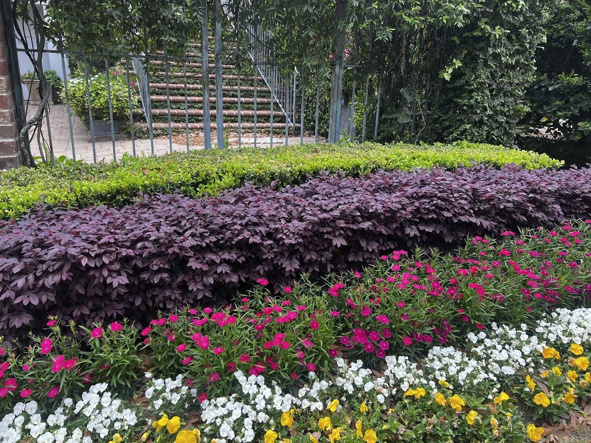Layered seasonal color bed with purple foliage, pink and white annuals by Prestige Landscaping