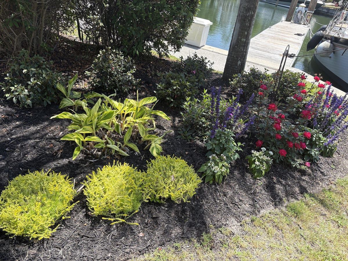 Layered landscape bed with golden shrubs, hostas, and flowering perennials by Prestige Landscaping